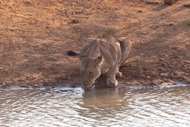 Female lion (Panthera leo) Kruger, Republic of South Africa