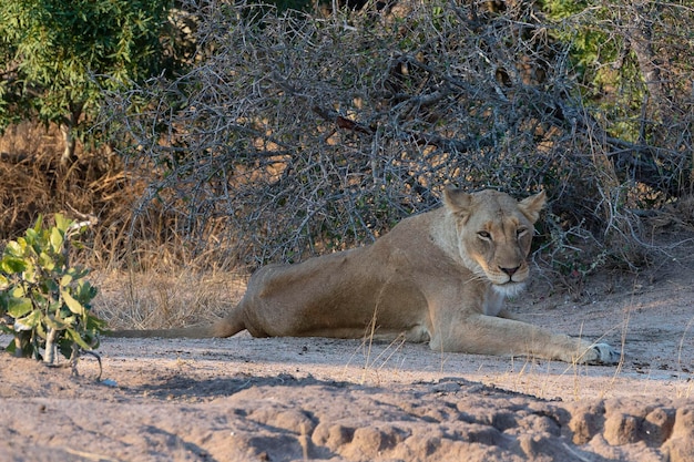 Female lion (Panthera leo) Kruger, Republic of South Africa