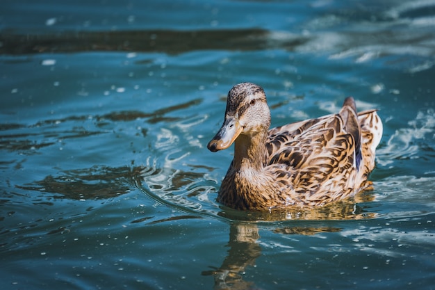 Female Mallard duck swimming on a lake