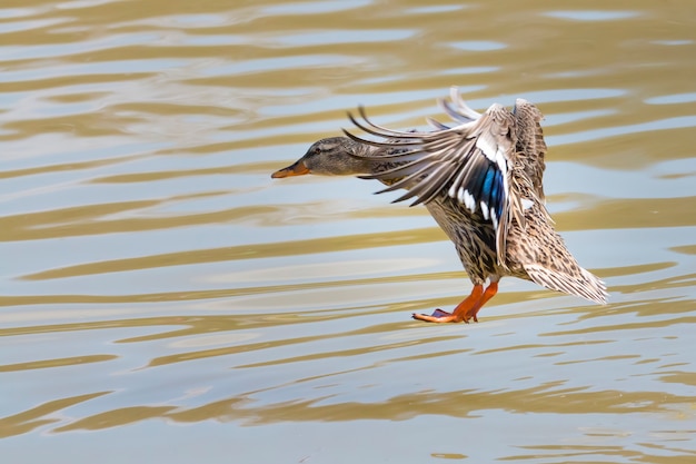 Female mallard landing on water