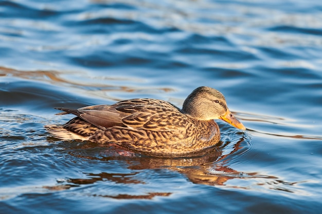 Female mallard waterfowl bird dabbling in pond or river