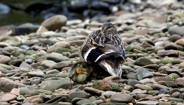 Female mallard with her brood of ten ducklings