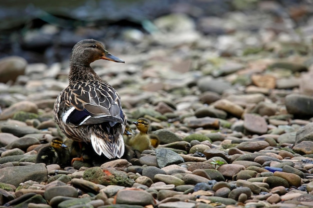 Female mallard with her brood of ten ducklings