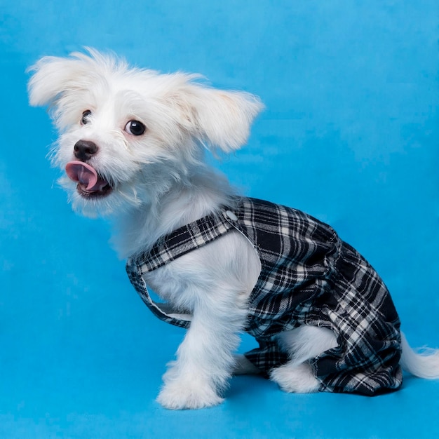 Female maltese photo shoot session studio pet photography with black dress shirt blue background and property cute expression puppy dog