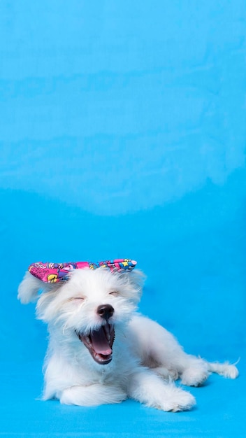 Female maltese photo shoot session studio pet photography with blue background and property cute expression puppy dog