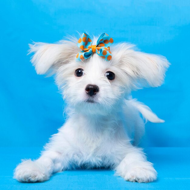 Female maltese photo shoot session studio pet photography with blue background and property cute expression puppy dog