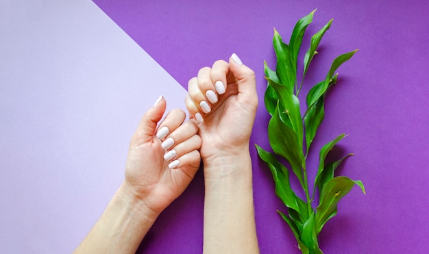 Female manicure on a bright background. Purple background with flowers. Banner.