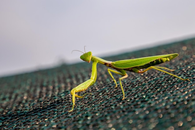 Female mantis on the island in summer