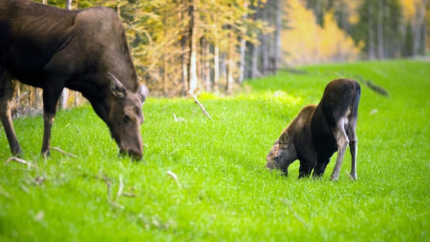 Female Moose Cow Calf Feeding On Grass Alaska Wilderness