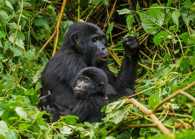 Female mountain gorilla with a baby. Uganda. Bwindi Impenetrable Forest National Park.