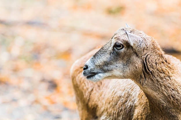 Female muflon in the forest