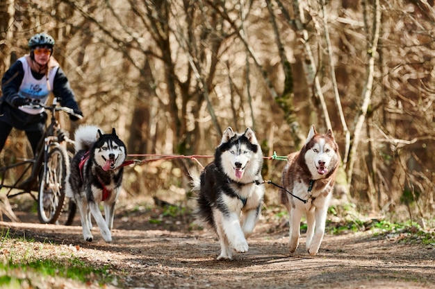 Female musher rides on three wheeled cart with three Siberian Husky sled dogs in harness on forest