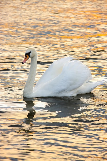 Female Mute Swan Norfolk Broads England