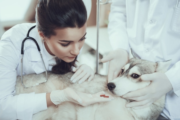 Female Nurse Veterinarian Gives Pills for Sad Dog.