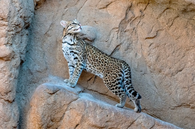 Female Ocelot poised on the side of a Cliff Wall