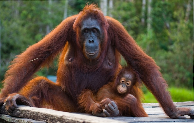 Female of the orangutan with a baby are sitting on a wooden platform in the jungle. Indonesia. The island of Borneo (Kalimantan).