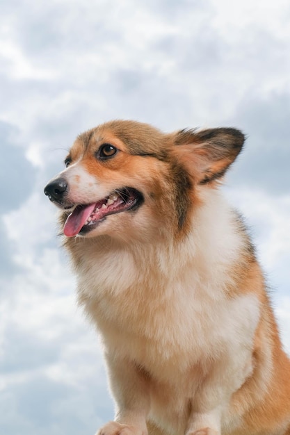 Female pembroke welsh corgi photoshoot studio session pet photography outside the house with sky background cute expression dog