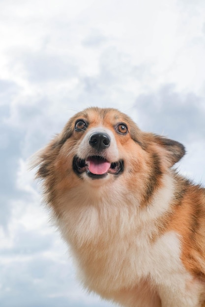 Female pembroke welsh corgi photoshoot studio session pet photography outside the house with sky background cute expression dog