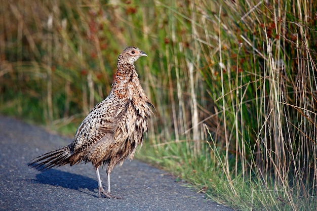 Female pheasant and chick at the side of the road