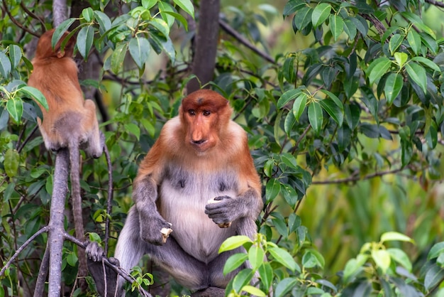 Female Proboscis Monkey Nasalis larvatus with infant baby playing on the tree branch in Labuk Bay Sandakan