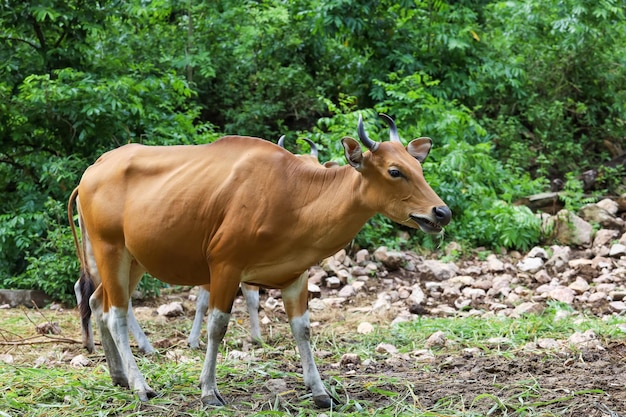 The female red cow in nature garden