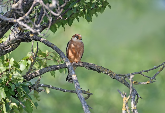 Female red footed falcone sits on a branch close up portrait