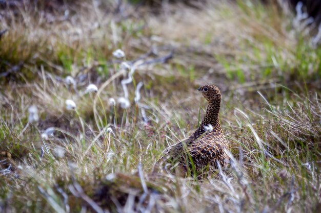 Female Red Grouse (lagopus lagopus scotica)