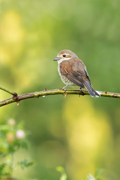 Female Redbacked shrike at her favorite watchtower within her breeding territory