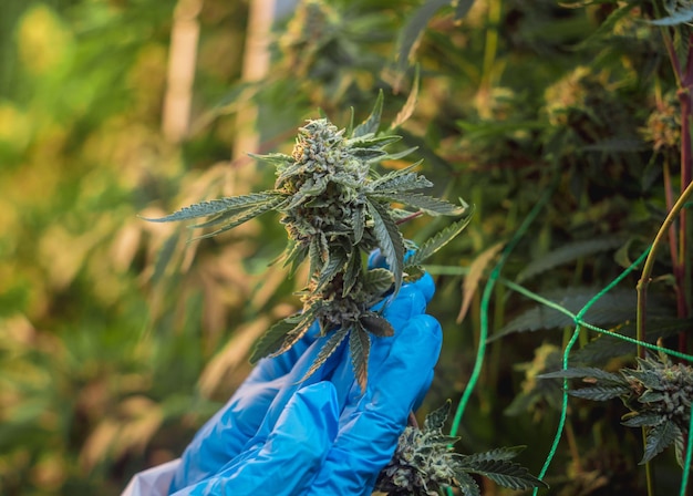 Photo female researcher examine cannabis leaves and buds in a greenhouse