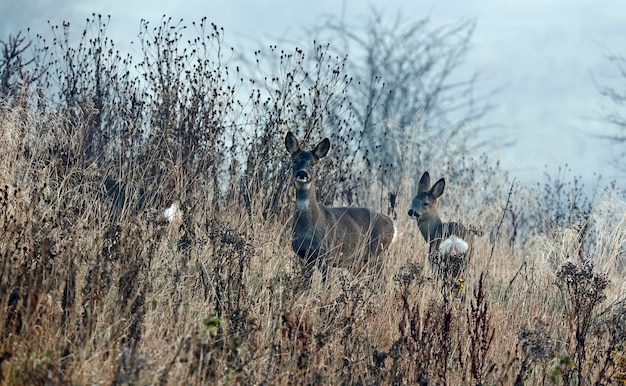 Female roe deer in the meadow