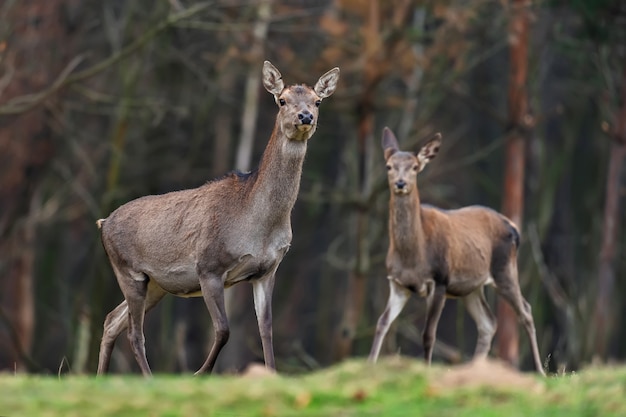 Female roe deer standing in autumn forest