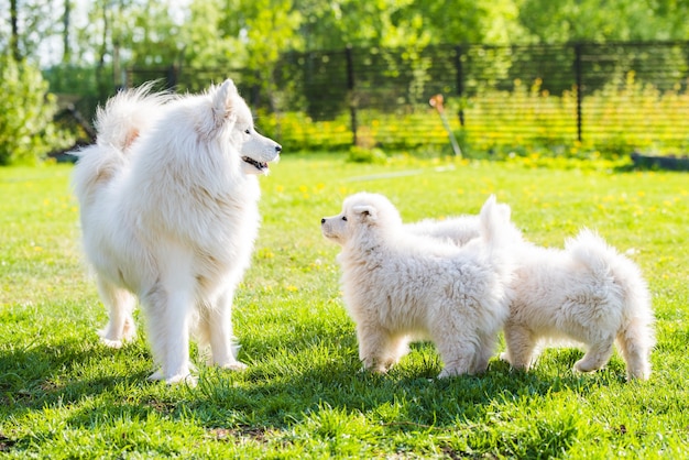 Female Samoyed dog with puppies walk on grass