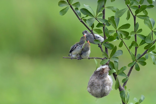 Female scarlet-headed flowerpecker bring food to their chicks