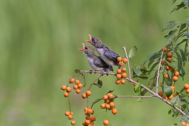 Photo female scarlet-headed flowerpecker bring food to their chicks