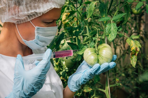 Female scientist in mask and gloves injects chemicals into tomatoes in greenhouse