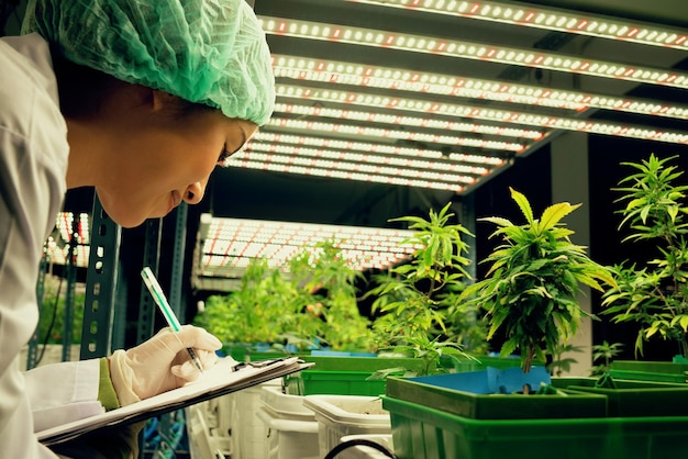 Female scientist research and record data from gratifying cannabis plant in pot