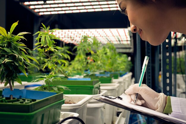 Female scientist research and record data from gratifying cannabis plant in pot