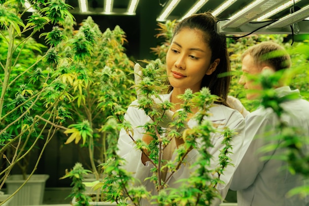 Female scientists working at cannabis hemp and gratifying marijuana plantation