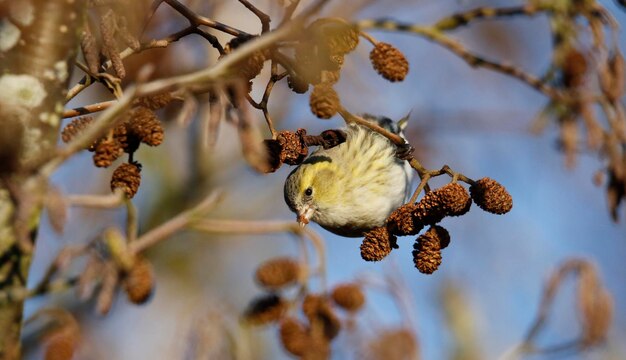 Female sisking feeding on seeds in a tree