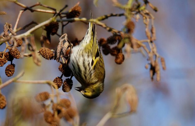 Female sisking feeding on seeds in a tree