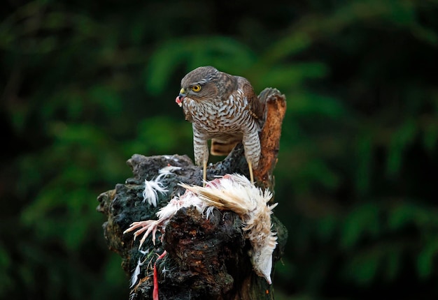 Female sparrowhawk on her kill at a woodland feeding site