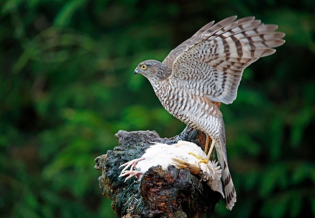 Female sparrowhawk with kill in the woods