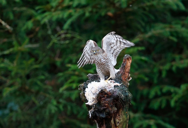 Female sparrowhawk with kill in the woods