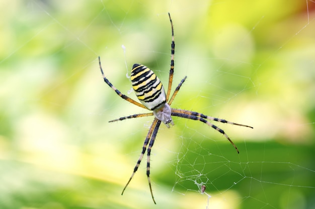 The female spider Argiope bruennichi has wove a web and is waiting for prey