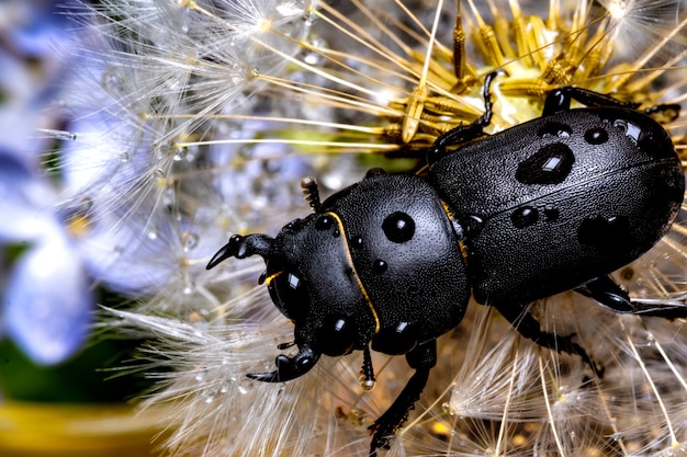 Female stag beetle on a flower in early spring.