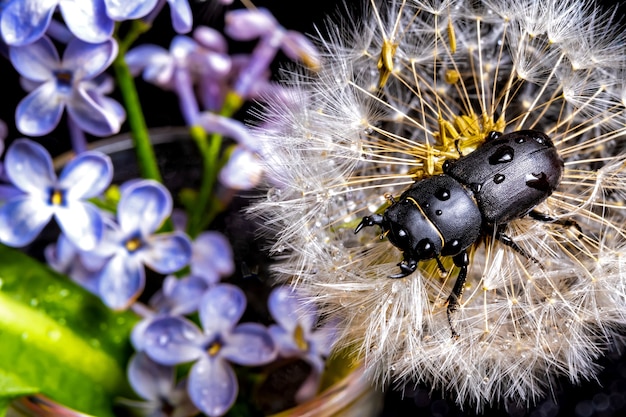 Female stag beetle on a flower in early spring.