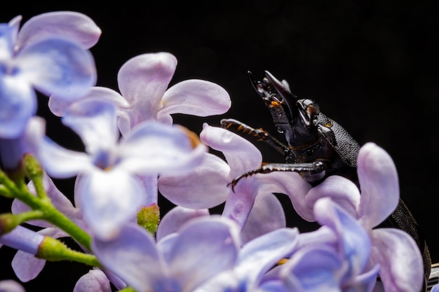 Female stag beetle on a flower in early spring.