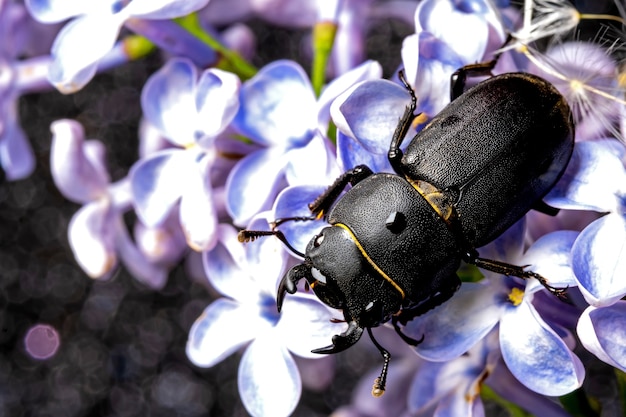 Female stag beetle on a flower in early spring.