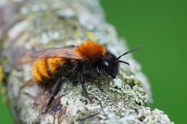 Female tawny mining bee infected with a parasite stylops nevinsoni on her back