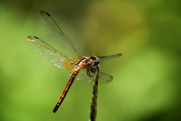 Female Trithemis Kirbyi dragonfly with copyspace